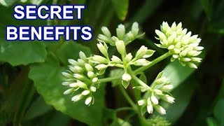 Amazing Herb Plant Secret Health Benefits of Mikania Micrantha [upl. by O'Dell]