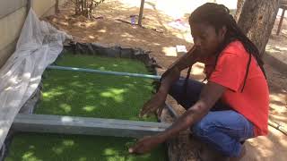 Azolla farming in ZimbabweFish  poultry feed and bio fertilizer [upl. by Sanfourd338]