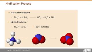 Unlock Nitrification amp Remove Ammonia [upl. by Hayton]