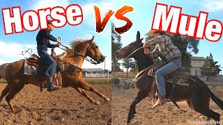 Horse vs Mule Who is Faster 100 Yard Race [upl. by Klusek]