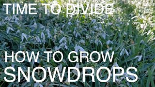 How to Grow SNOWDROPS [upl. by Oidale429]