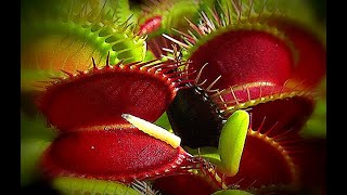 quotMadequot in Germany  Venus flytrap  Venusfliegenfalle [upl. by Nisaj]