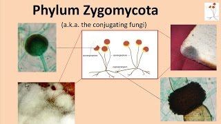 Zygomycota [upl. by Einniw]