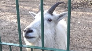 Rocky Mountain Goat Whining Sound Scream Call [upl. by Yllut]