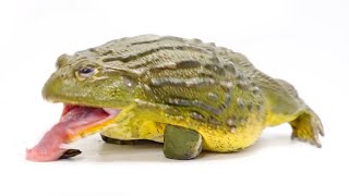 Feeding My GIANT AFRICAN BULLFROG Eats Everything In Sight [upl. by Jeffery]