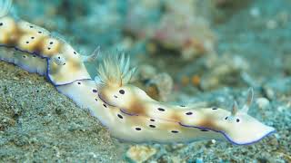 Nudibranch Trailing [upl. by Strain893]