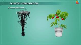 Somatic Hybridization [upl. by Ula]