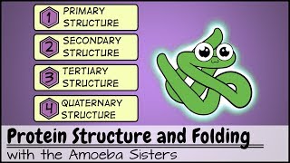 Protein Structure and Folding [upl. by Eceerahs]