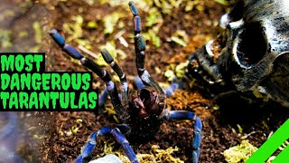 Top 10 Most DANGEROUS Tarantulas [upl. by Annavaig]