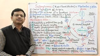 Diabetes Mellitus Part10 Mechanism of Action of Sulfonylurease  Antidiabetic Drugs  Diabetes [upl. by Ferdie]