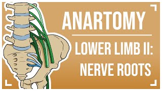 Nerves of the Lower Limb II The Nerve Roots [upl. by Lyontine219]