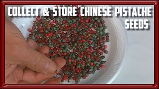 How to Collect and Store Chinese Pistache Seeds [upl. by Naahs]