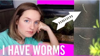 How To Get Rid Of Worms In Fish Tank Aquarium  Detritus amp Planaria [upl. by Griffin]