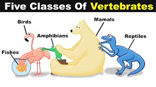 Five Classes Of Vertebrate Animals  FishBirdsReptilesAmphibians And Mammals UrduHindi [upl. by Eimak]