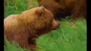 National Geographic Giant Bears of Kodiak Island [upl. by Nosnarb]