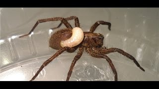 Wolf spider devoured by wasp larva [upl. by Ellenod]