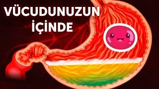 Vücudunuzun İçine Doğru Bir Yolculuk [upl. by Deckert]