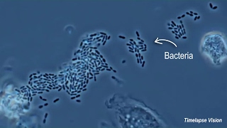 Immune Cells Eating Bacteria Phagocytosis [upl. by Tal]