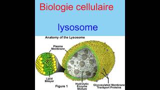 Biologie cellulaire  Lysosome [upl. by Assirolc]