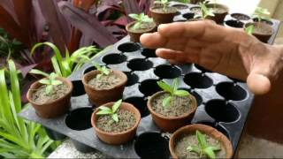 How to make seedlings and grow PeriwinkleVincaSadabahar [upl. by Bruckner]