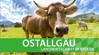 Landwirtschaft in Bayern Ostallgäu [upl. by Helenka]