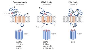 イオンチャネル型受容体（神経伝達物質受容体） [upl. by Carla13]