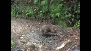 NZ native Kiwi bird on the Heaphy Great Walk [upl. by Retsevlis]