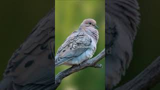 Mourning Dove Song [upl. by Bradman]