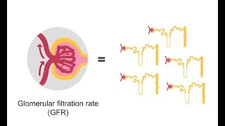 Estimating glomerular filtration rate GFR [upl. by Gearhart140]