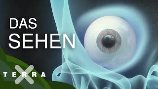 Das Auge – eine Erfolgsgeschichte der Evolution  Terra X [upl. by Rhodie653]