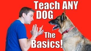 Dog Training 101 How to Train ANY DOG the Basics [upl. by Ijok]