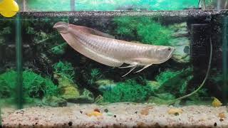 Silver arowana growth  One year growth update  arowana fish [upl. by Rimas]