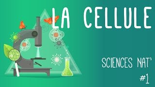 Tout savoir sur la cellule en 6 minutes [upl. by Eisor820]