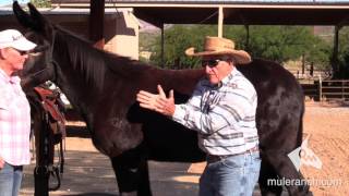 Structure of a Mule  Differences Between Mules and Horses  Steve Edwards [upl. by Penoyer]