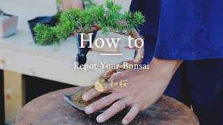 Bonsai for Beginners How to Repot a Bonsai Tree  Wazakura Japan [upl. by Marigolda799]