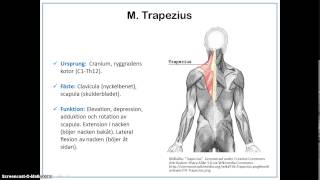Kroppens skelettmuskler [upl. by Mercedes]