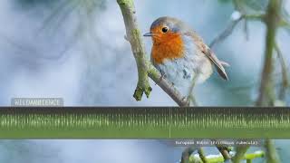 European Robin Song amp Call  The sounds of a robin singing in a woodland in spring [upl. by Harolda751]