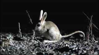 Jerboa in the Gobi Desert Mongolia [upl. by Lehsar270]