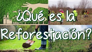 ¿Qué es la Reforestación y la Deforestación Causas de la Deforestación [upl. by Iams]