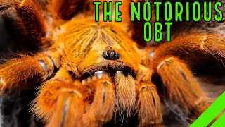 Orange Baboon Tarantula OBT Pterinochilus murinus Care amp Husbandry [upl. by Nnaacissej]