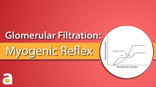 Glomerular Filtration Myogenic Reflex Autoregulation [upl. by Sandro]