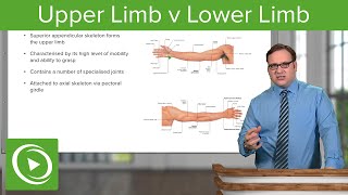 Upper Limb amp Lower Limb – Anatomy  Lecturio [upl. by Allebara]