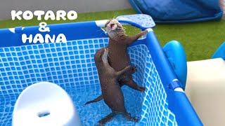 カワウソコタローとハナ 初めてのプールにテンション上がりまくり！ Otter KotaroampHana Having Fun in The Pool [upl. by Medarda309]