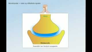 Hormonsystem og nervesystem [upl. by Ciapas]