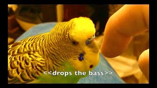 Talking Parakeet Budgie Talks Nonstop Captioned [upl. by Ellehsar]