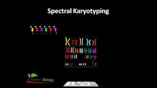 Spectral karyotyping [upl. by Niamart429]