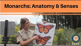 Monarchs Butterfly Anatomy amp Senses [upl. by Erlandson991]