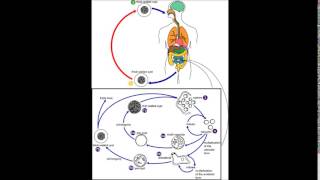 Blastocystis hominis update [upl. by Initsed]