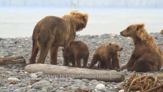 Alaskas Great Kodiak Bears  Ayakulik Adventures [upl. by Tanberg]