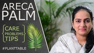 Areca Palm Dypsis lutescens  Care Info amp Problems  House Plants  Plant Table [upl. by Vorfeld]